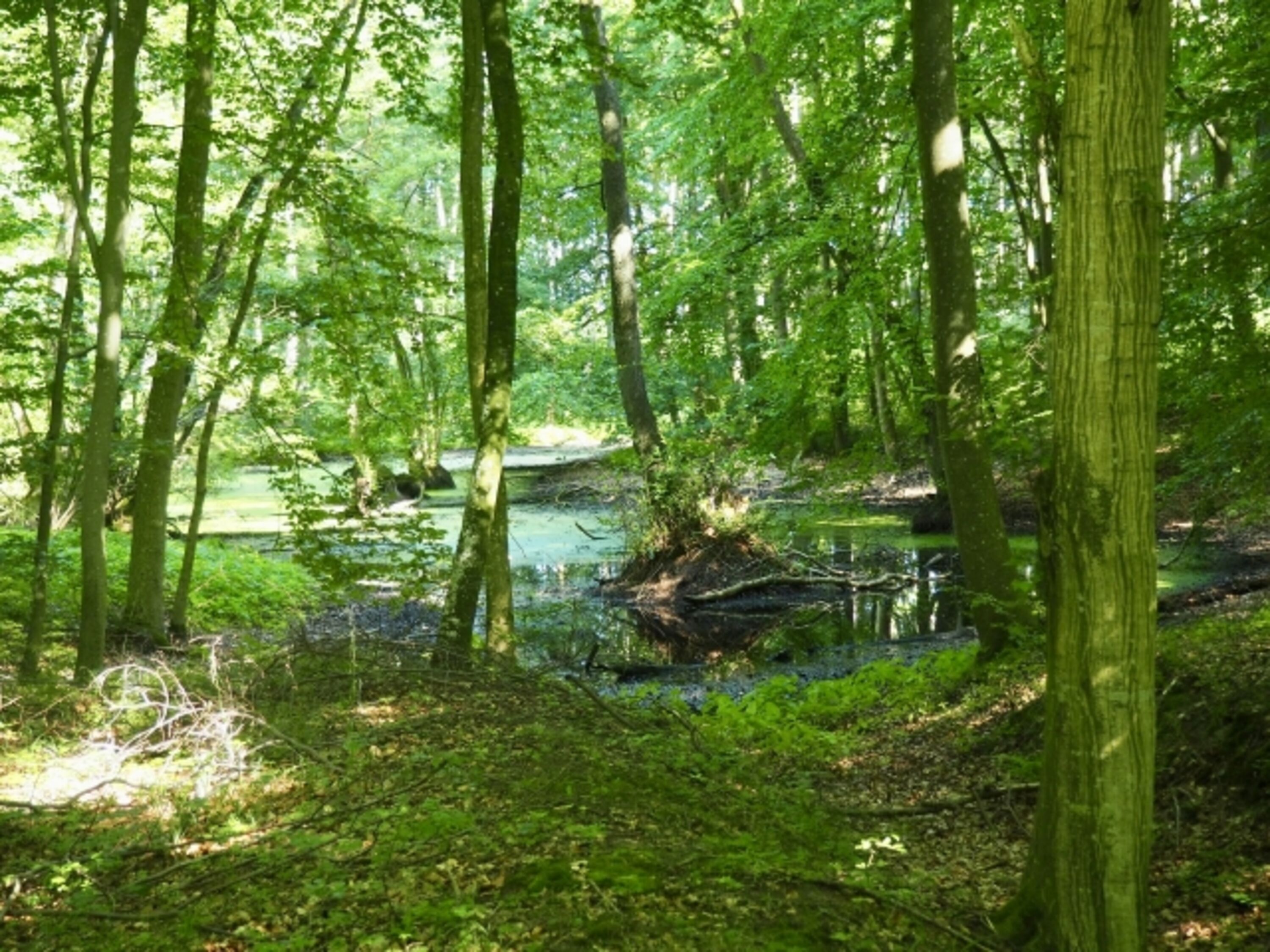 Fahrradtour durch den Gespensterwald