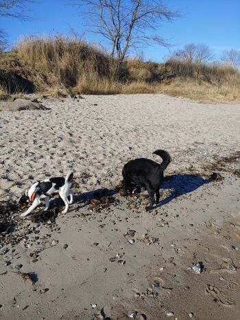 tolle Hunde Strände gibt es hier