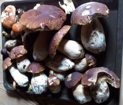 Steinpilze aus dem Wald hinterm Haus