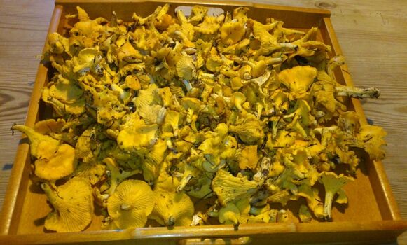 Pfifferlinge aus dem Spessart