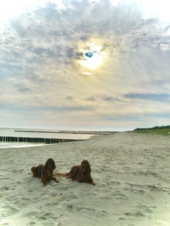 Hundestrand in direkter Nähe