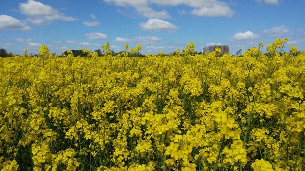 wunderschöne Rapsfelder im Mai