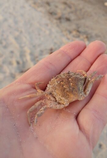 interessante Strandfunde