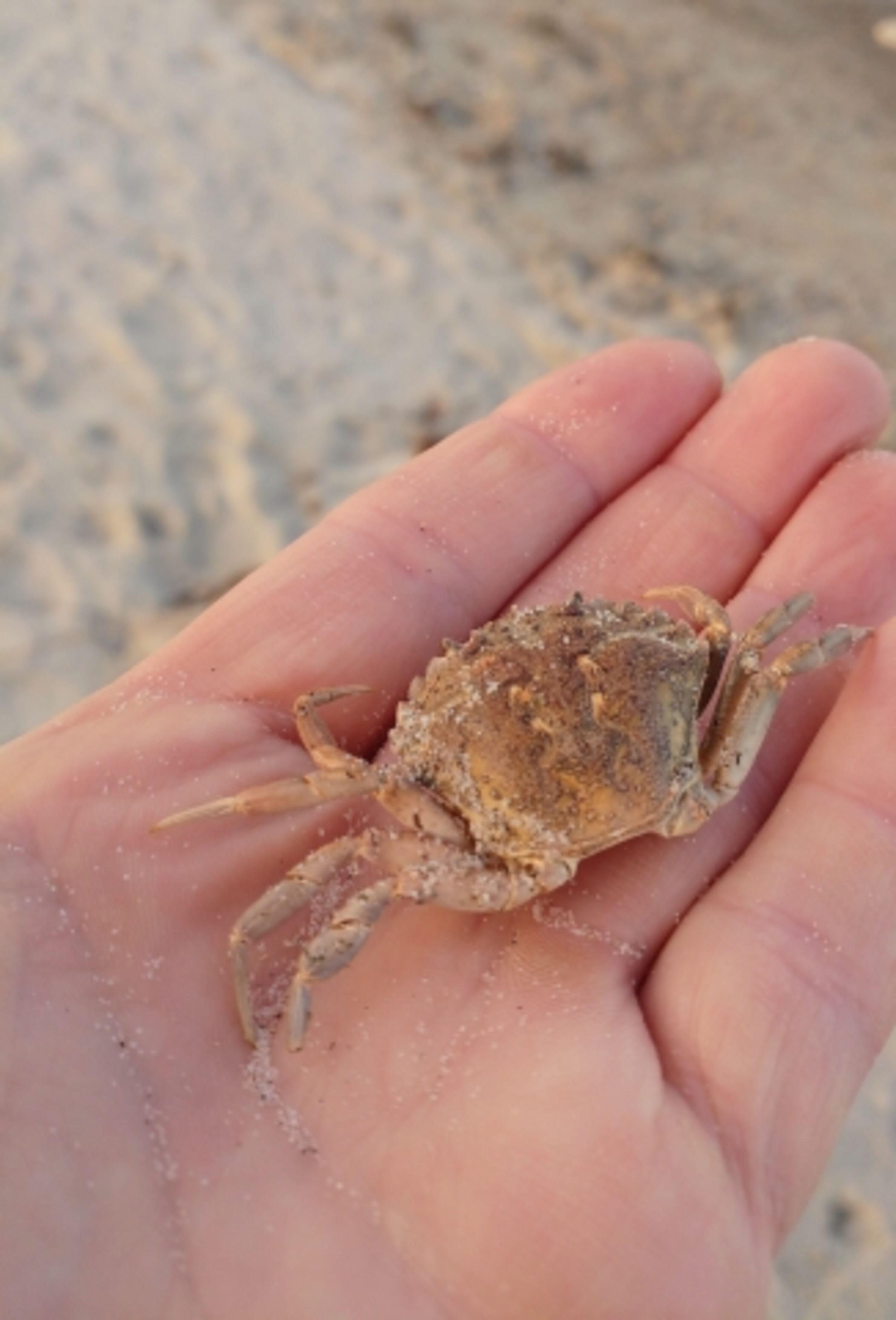interessante Strandfunde