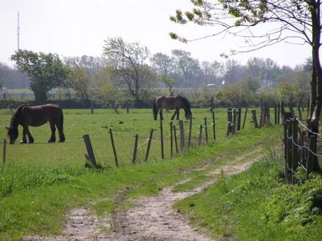 Pferdekoppel hinterm Haus