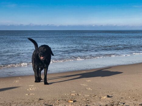 Weitläufiger Hundestrand in wenigen Minuten zu erreichen