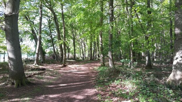 Der Wald nur wenige Meter entfernt