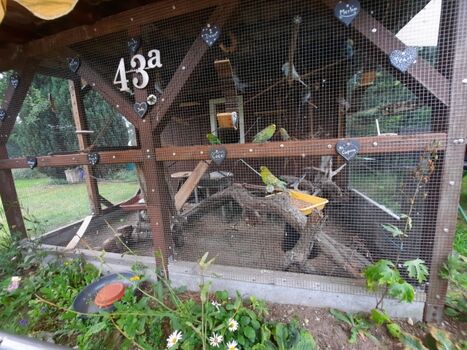 Unsere Außenvoliere mit unseren Wellensittichen