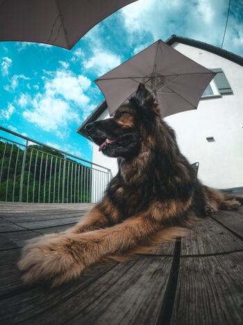 Hundebesitzer aufgepasst: Dieses Ferienhaus ist ein echter Gewinn für Sie und Ihre Vierbeiner.