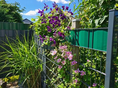 Gartenzaun mit Blüten