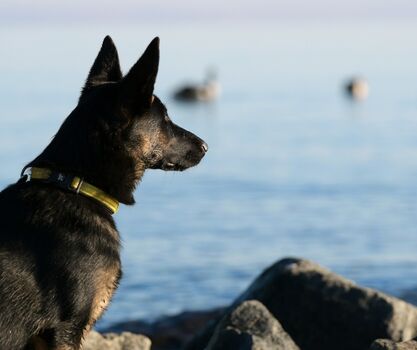 Schäferhund am Strand