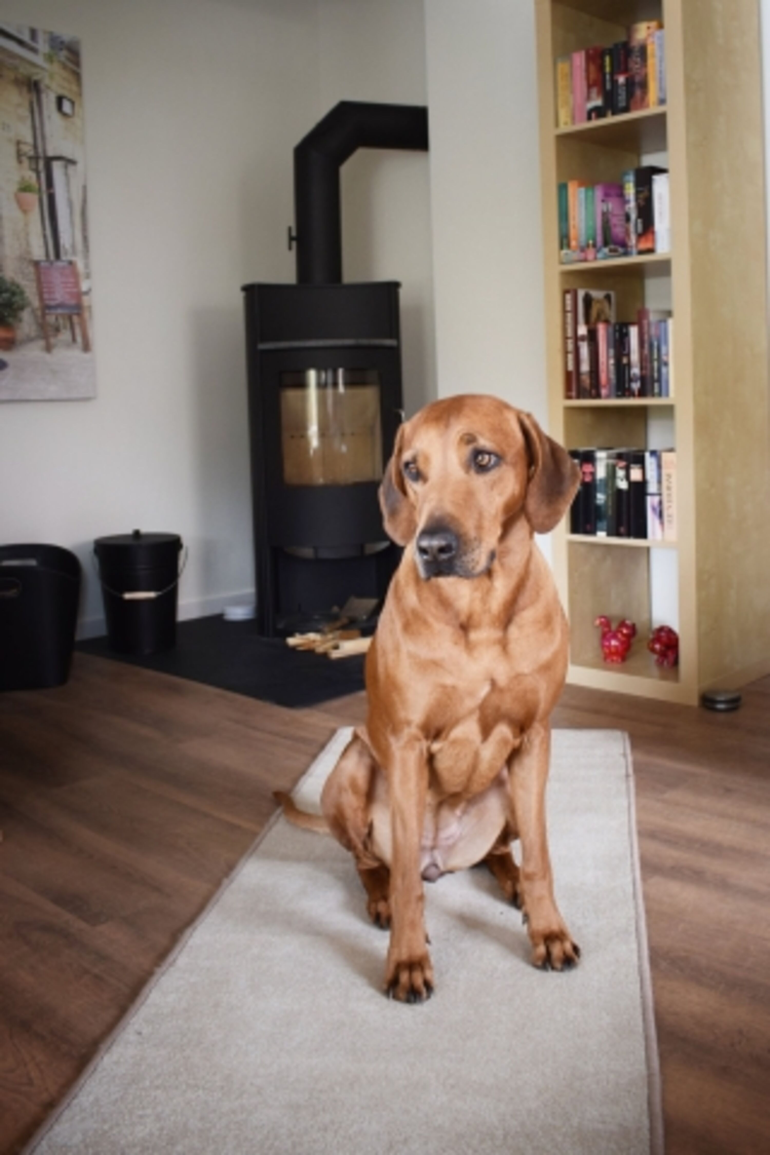 Hund vor dem Kamin