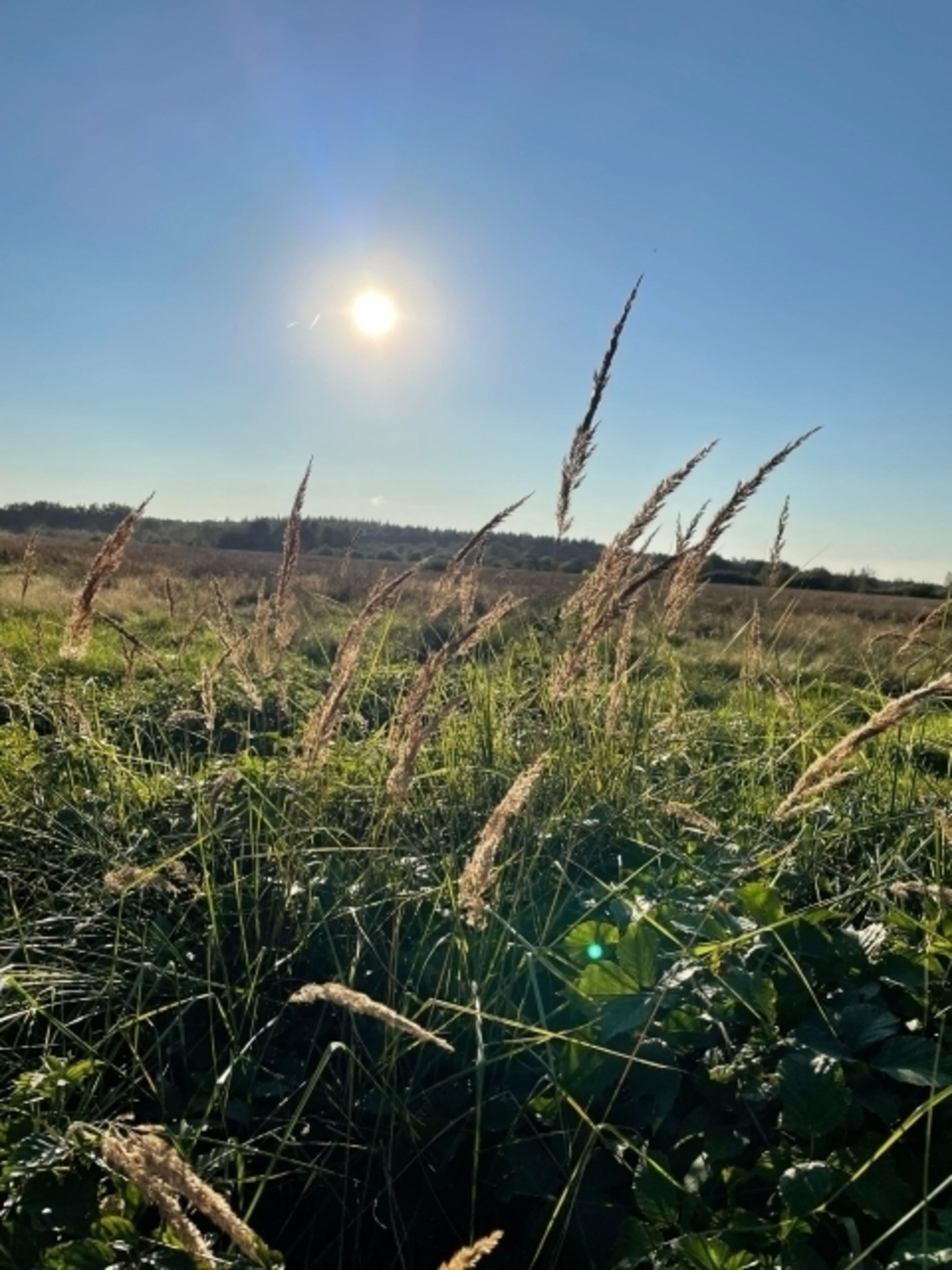 Goldmoor