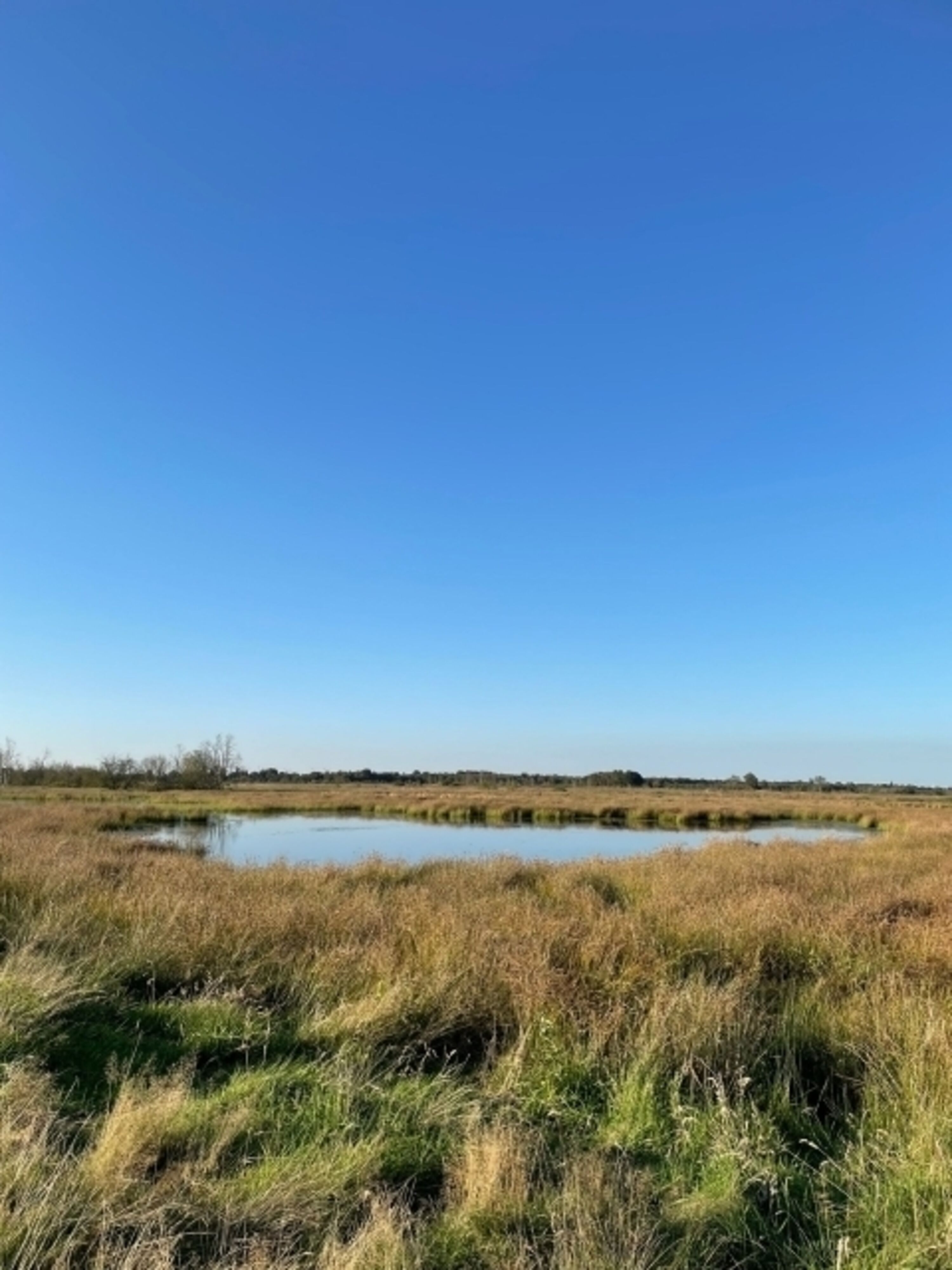 Goldmoor