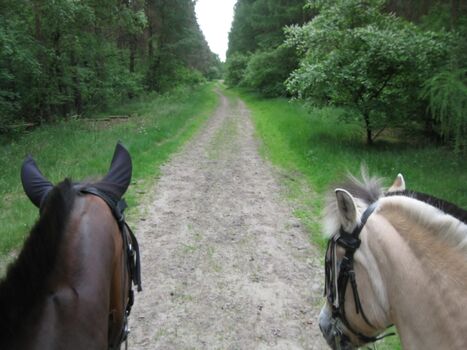 Reitwege direkt am Hof gelegen