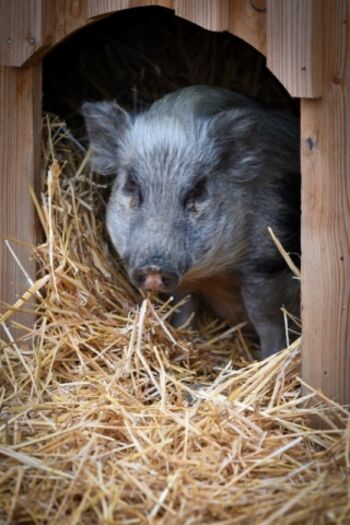 Minischwein Klara