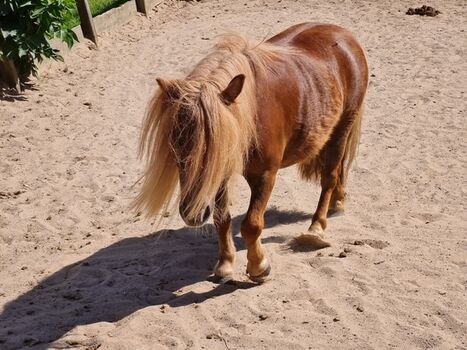 Minipony Lotti