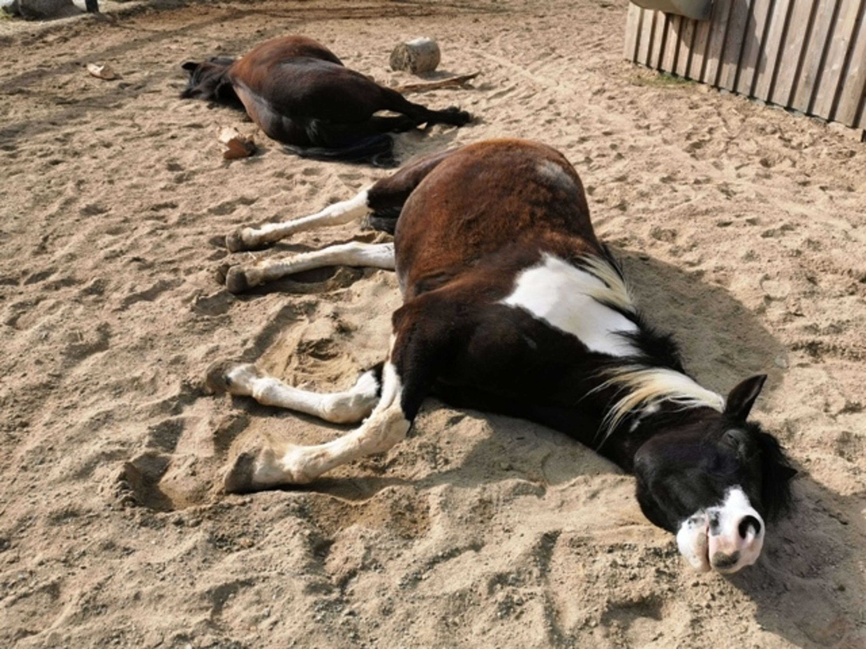 Ponys