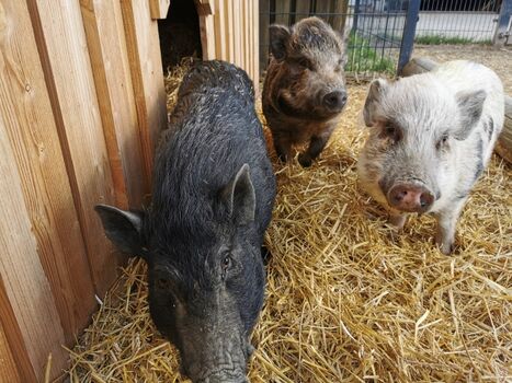 Minischweine