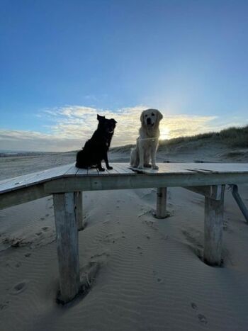 Ein Paradies für Hunde