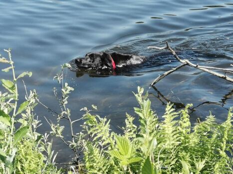 Unser Rasmus im Hüttensee :-)