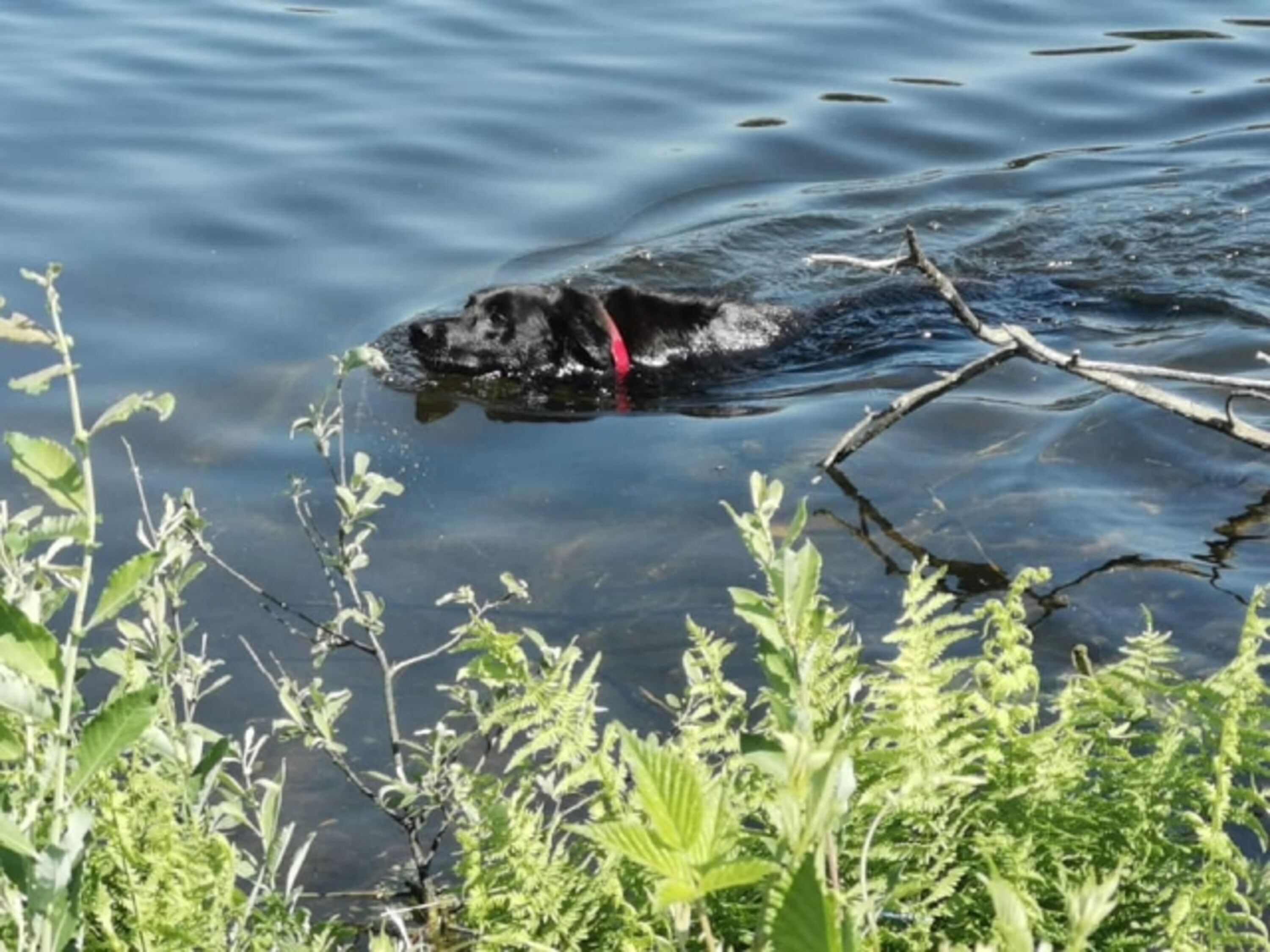 Unser Rasmus im Hüttensee :-)