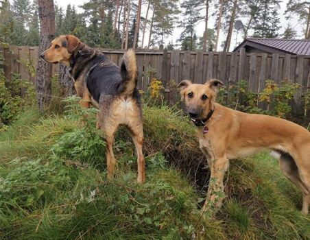 Buddelberg mit Gasthunde