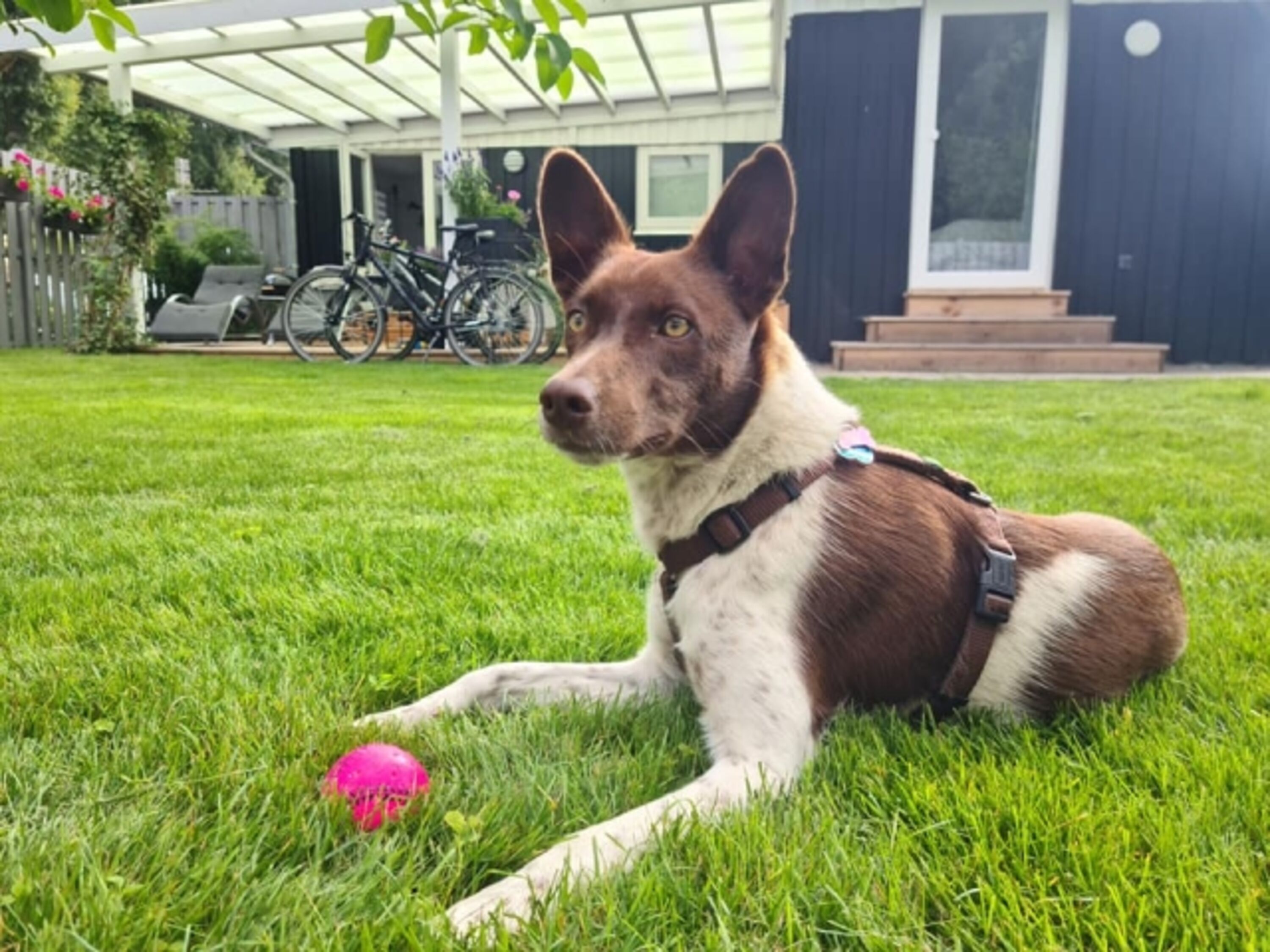 Ronja im Garten