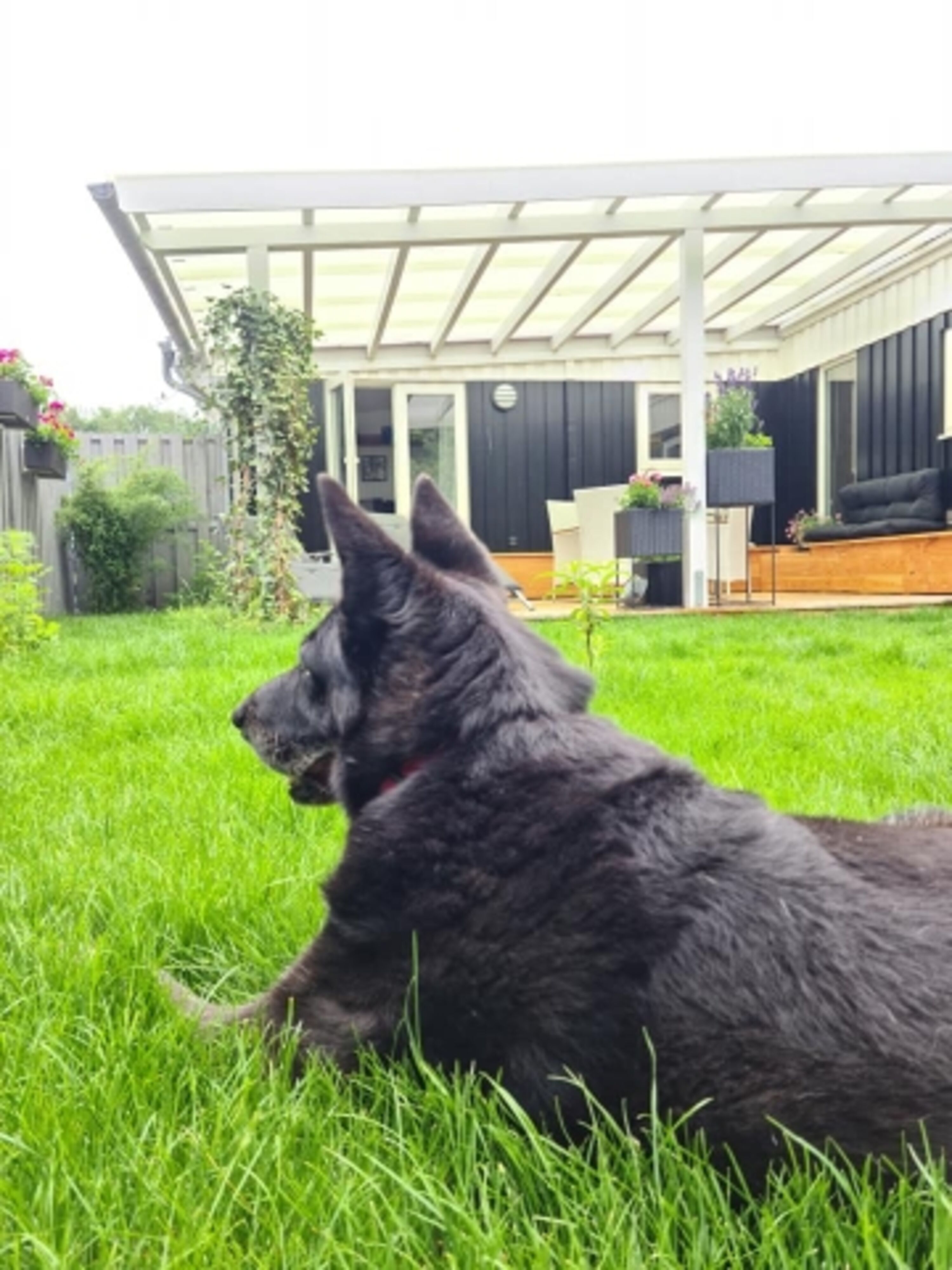 Opa Blackie im Garten von Lille Spunk