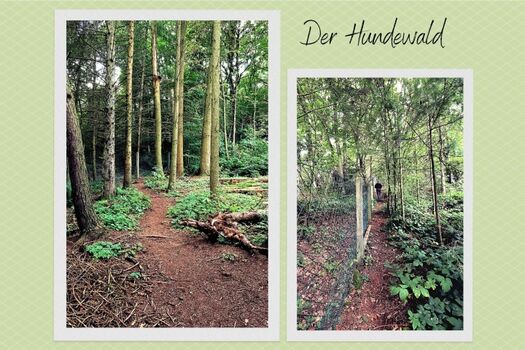 versteckte Pfade in unserem Hundewald