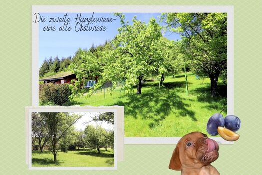 Unsere 2. eingezäunte Hundewiese