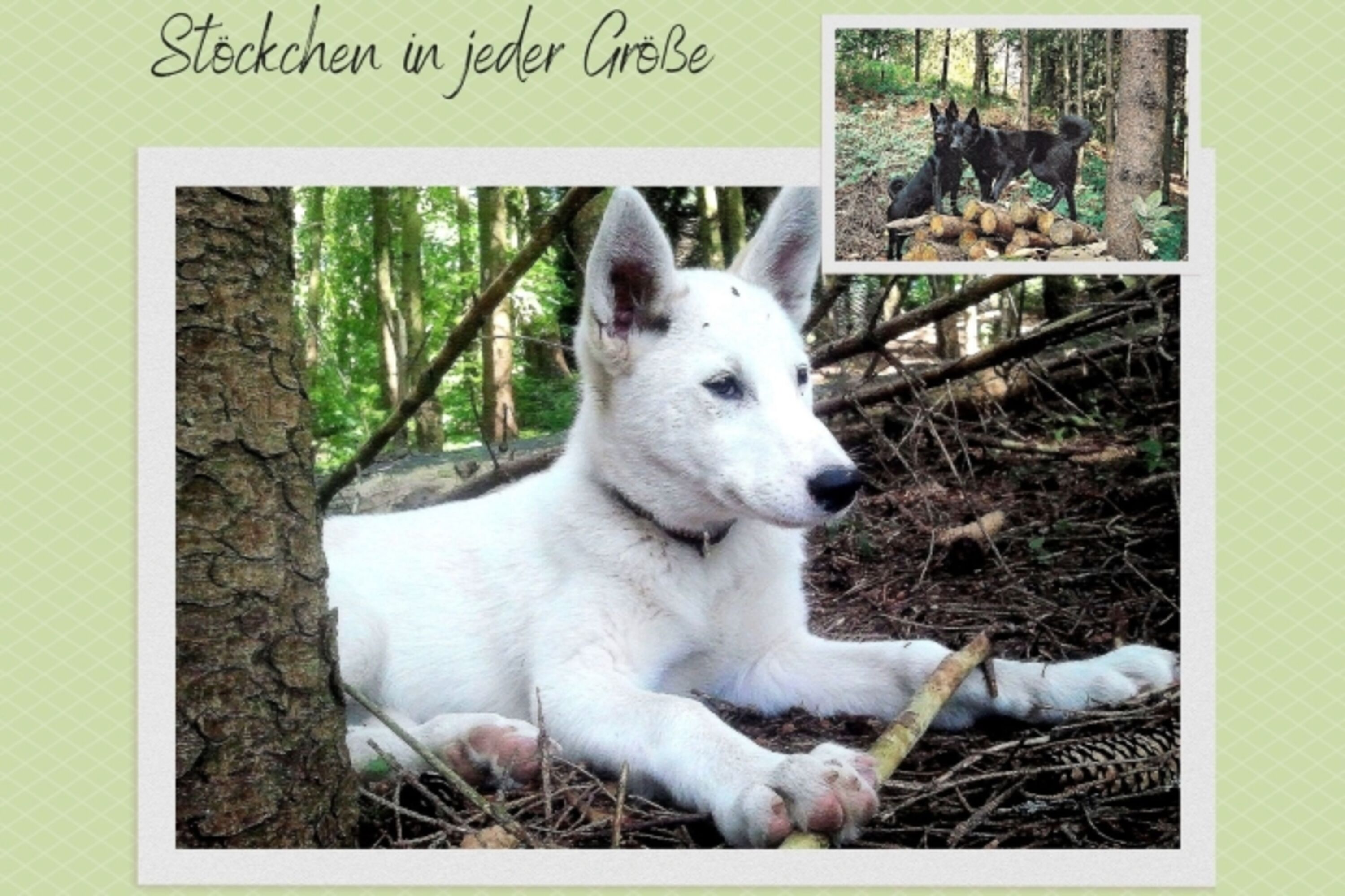 In unserem eingezäunten Hundewald