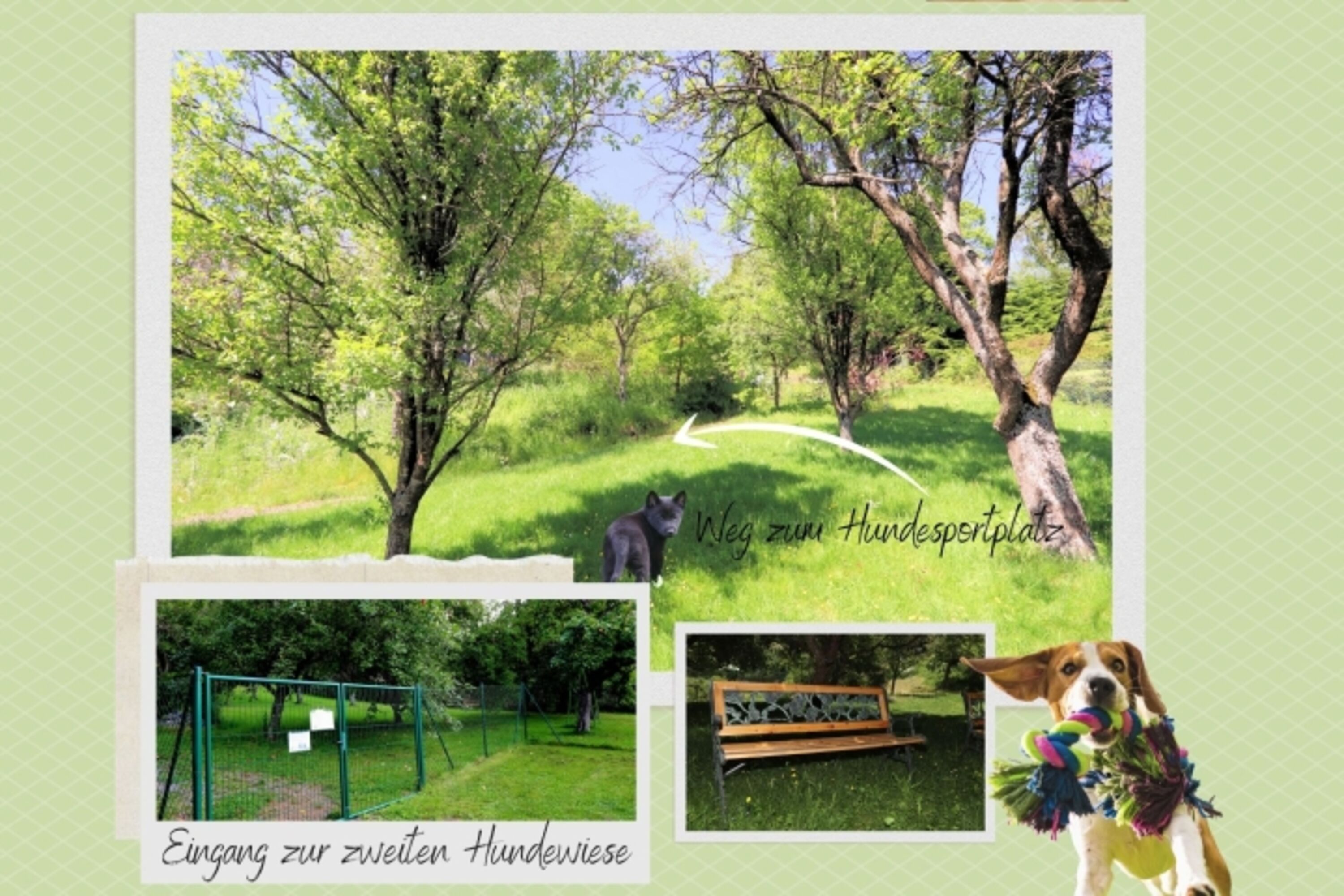 Am Ende der Hundewiese liegt der Hundesportplatz