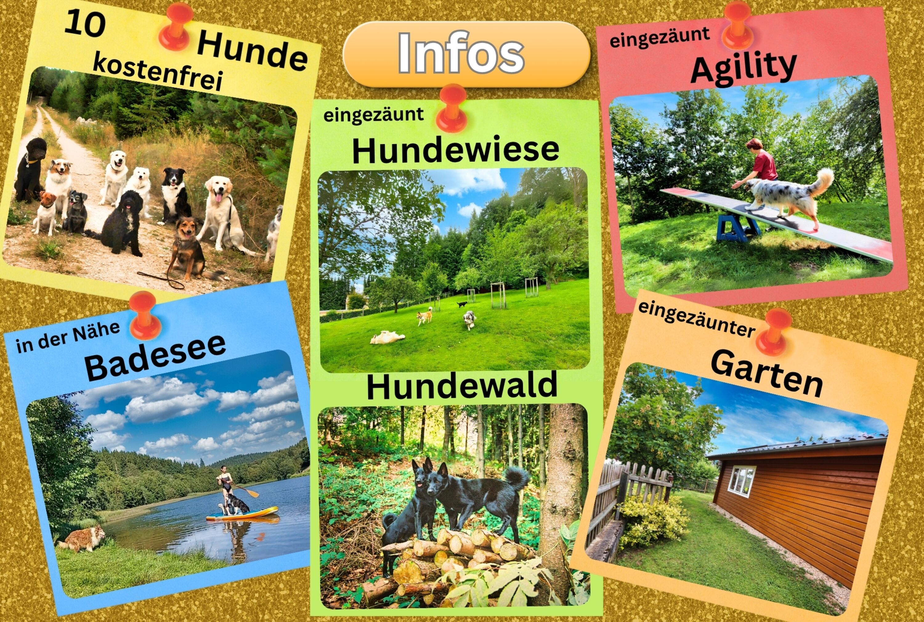 Brangs Hundeparadies Eifel- Unsere besonderen Hunde-Attraktionen