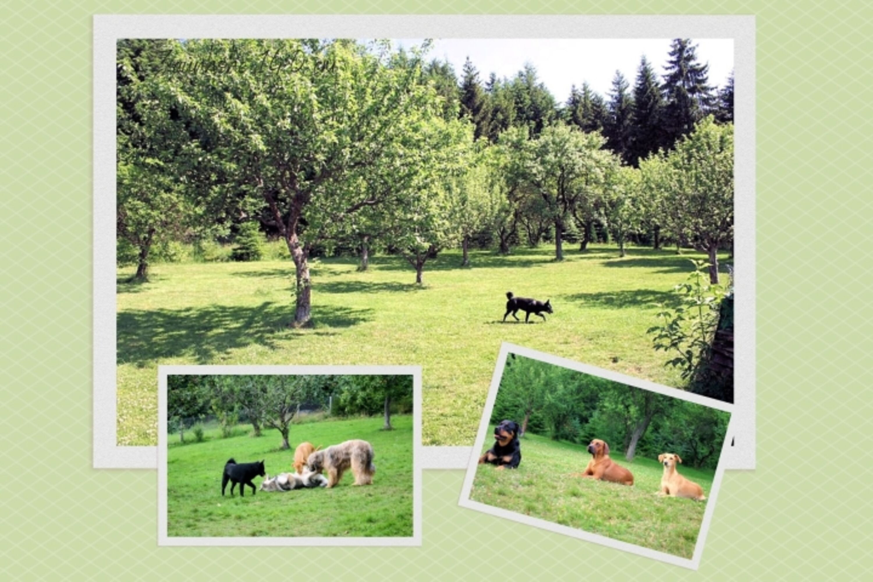 Die Hundewiese