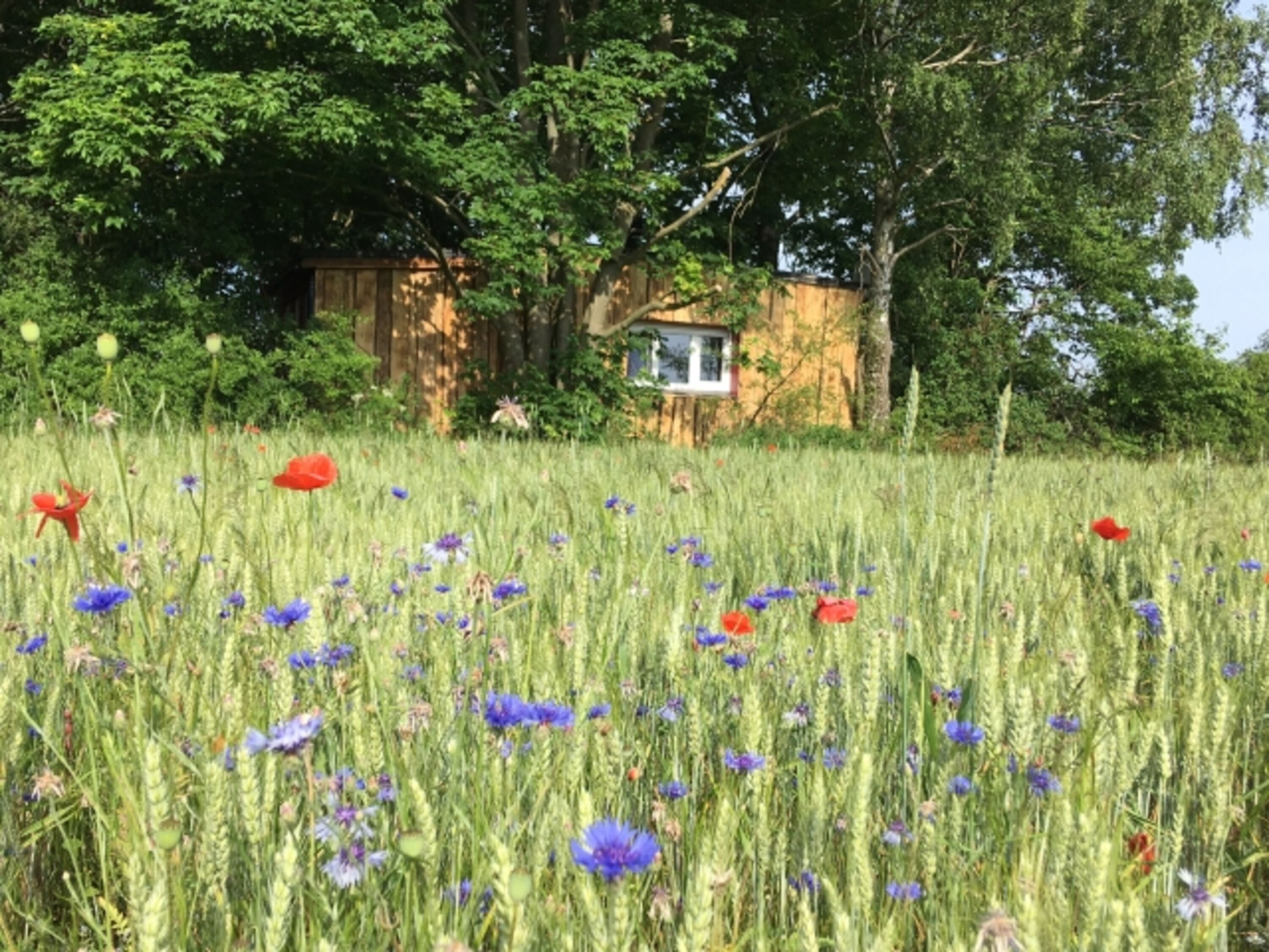 Naturgrundstück