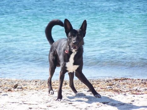 Spaß an Meer für Zwei- und Vierbeiner