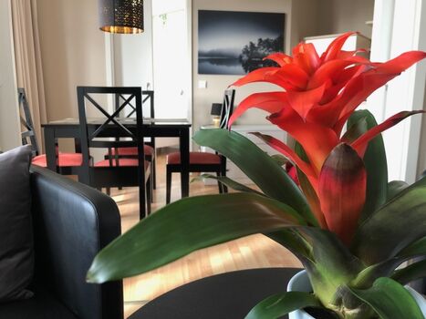 Sehnsucht Rügen Appartement DAT MITTELTSDE 