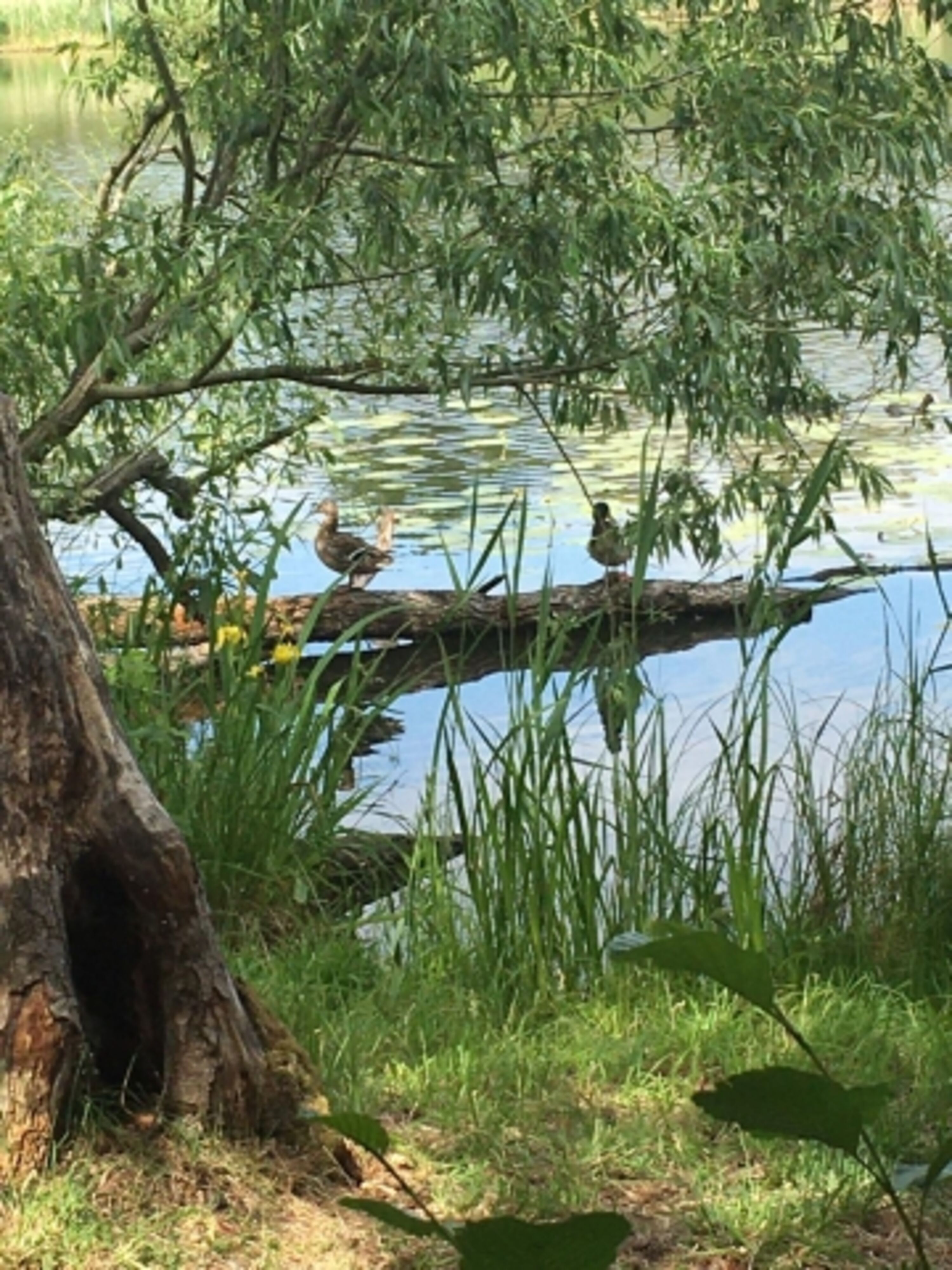 Am See