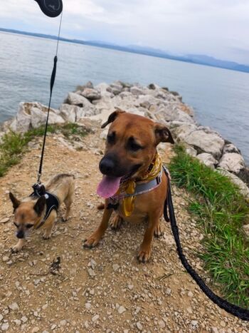 Bobby und Freyer sind Jahresmaskottchen 2025 : -)