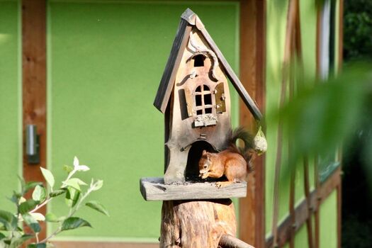 Eichhörnchen auf dem Grundstück