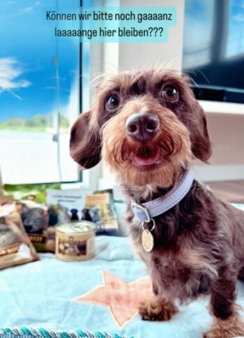 bis zu 2 mittelgroße Hunde erlaubt - andere auf Nachfrage