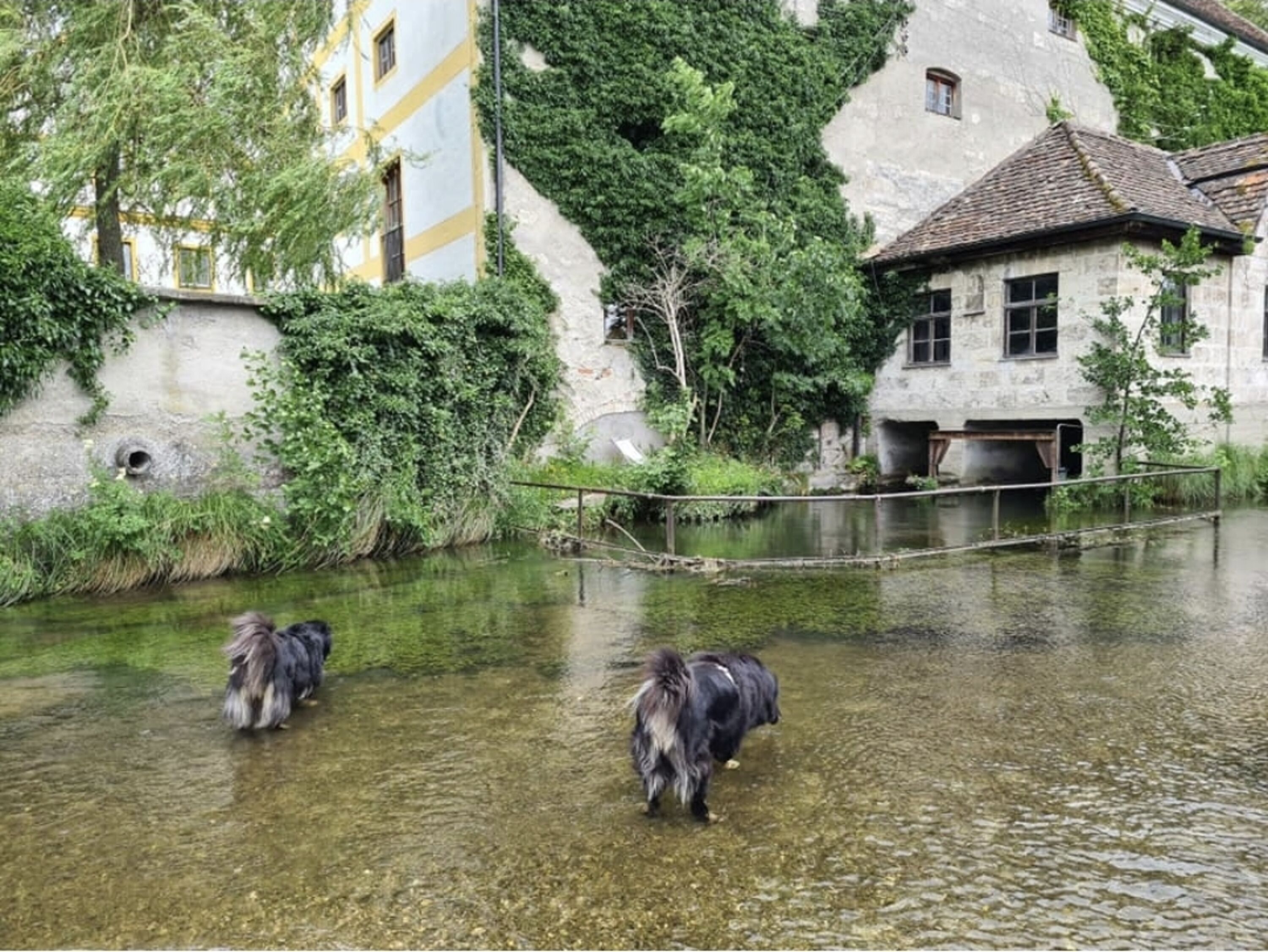 unsere Hunde im Tiefenbach in Polling