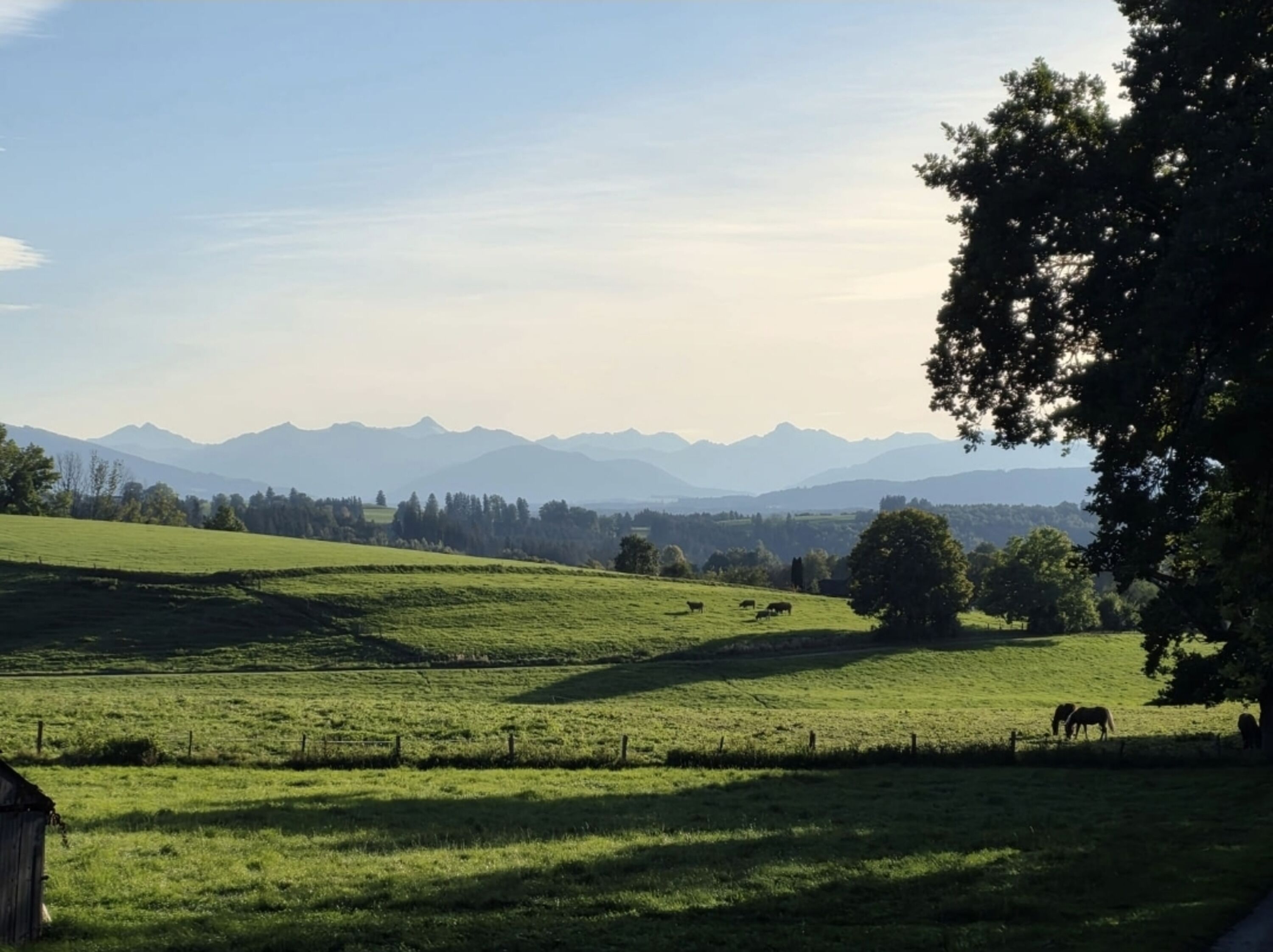 Pollinger Wiesen