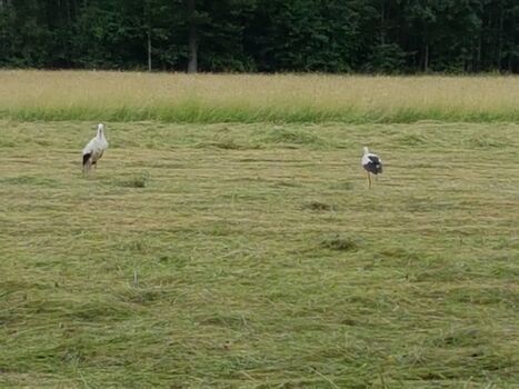 auf Nachbars Wiese gehet was...