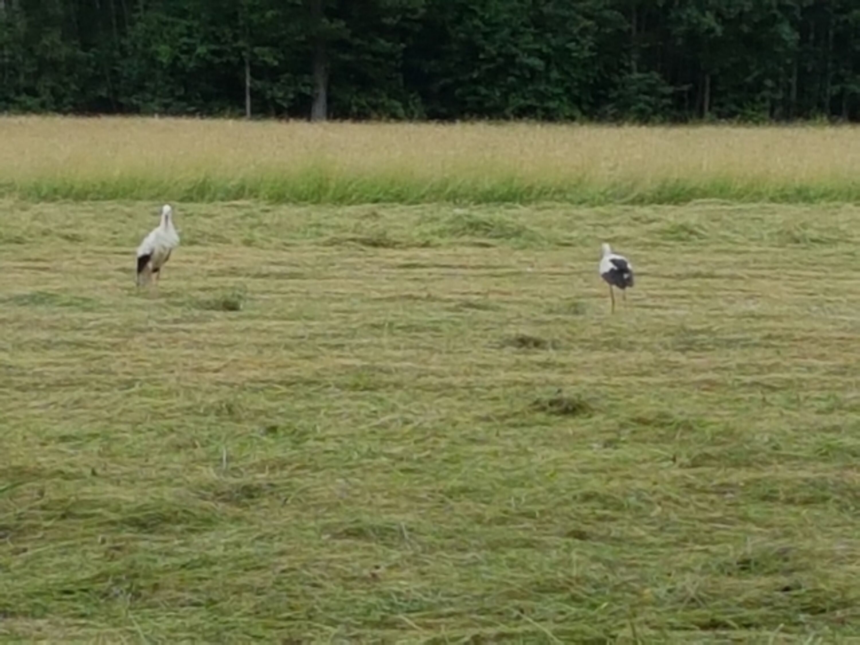 auf Nachbars Wiese gehet was...