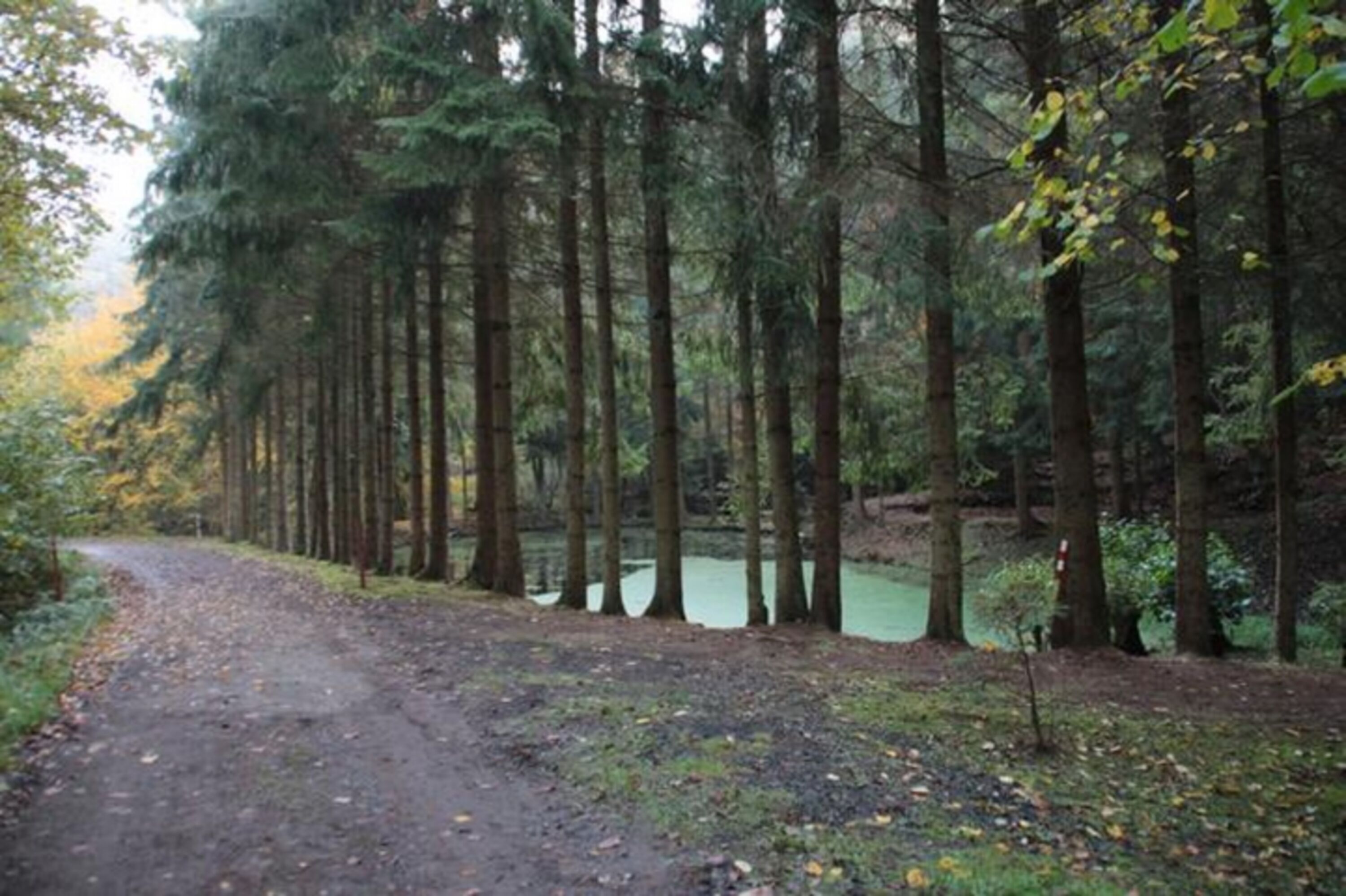 Waldwanderwege