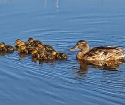 eine der zahlreichen Entenfamilien im Frühsommer