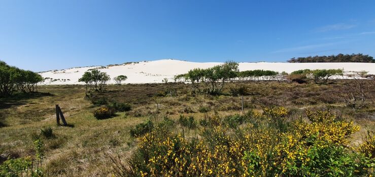 große Sanddüne bei Schoorl