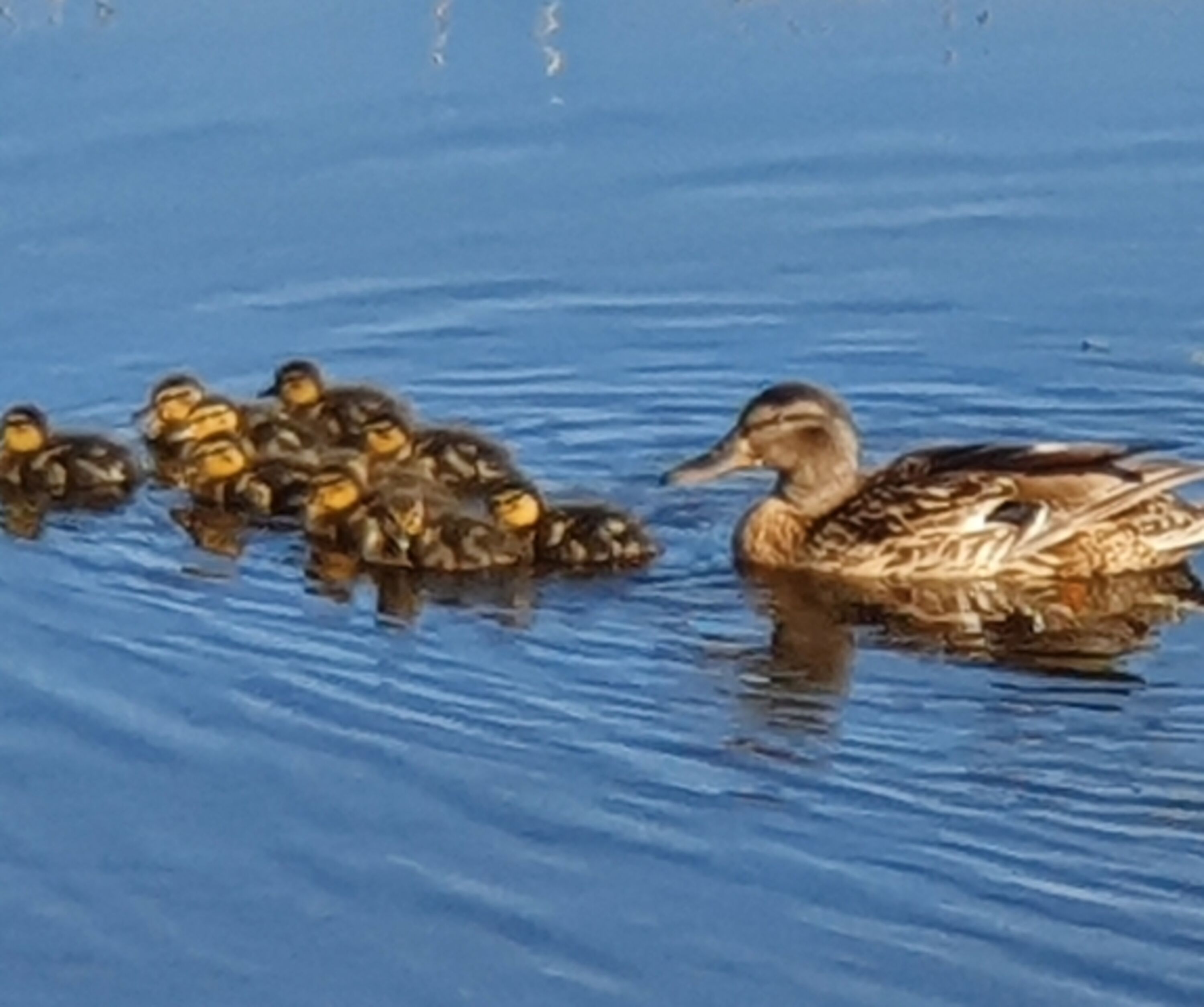 eine der zahlreichen Entenfamilien im Frühsommer